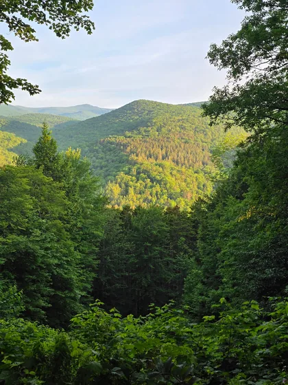 A wooded hillside